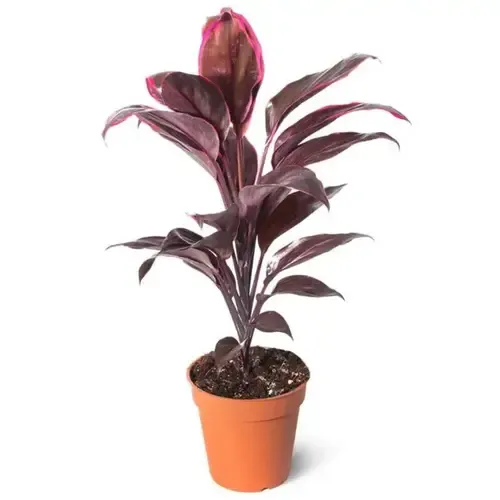 JUNAVERA Cordyline fruticosa Rumba | 12 cm pot | 36 cm hoog