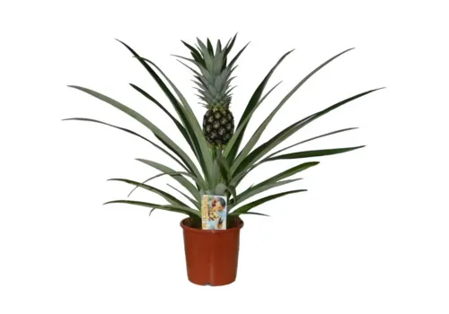 Junai.nl Ananas Champaca | 12 cm pot | 30 cm hoog