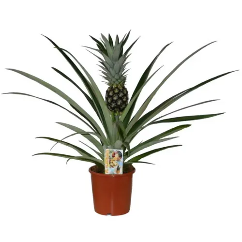 Junai.nl Ananas Champaca | 12 cm pot | 30 cm hoog