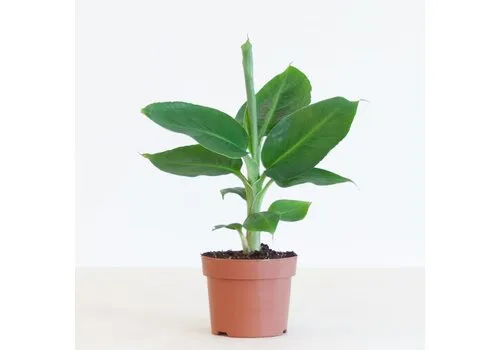 Junai.nl Musa Tropicana bananenplant | 12 cm pot | 35 cm hoog