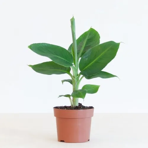 JUNAVERA Musa Tropicana bananenplant | 12 cm pot | 35 cm hoog