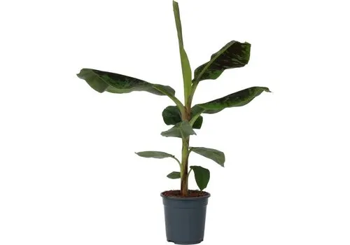 JUNAVERA Musa Dwarf Cavendish bananenplant | 21 cm pot | 70 cm hoog