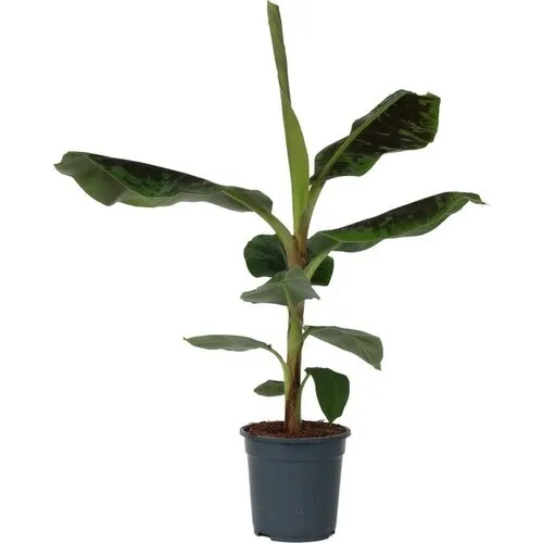 Junai.nl Musa Dwarf Cavendish bananenplant | 21 cm pot | 70 cm hoog