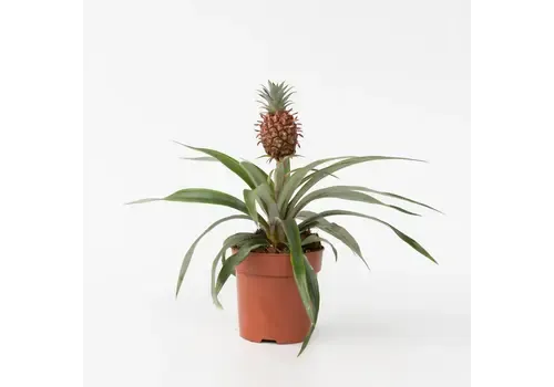 Junai.nl Ananas Mi Amigo | 12 cm pot | 25 cm hoog