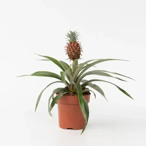 Junai.nl Ananas Mi Amigo | 12 cm pot | 25 cm hoog