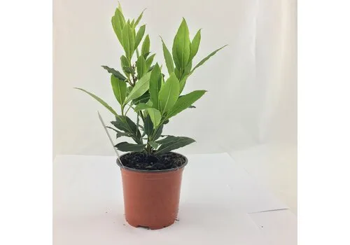 Junai.nl Laurier (Laurus nobilis) - 10 cm pot - ca. 25 cm hoog