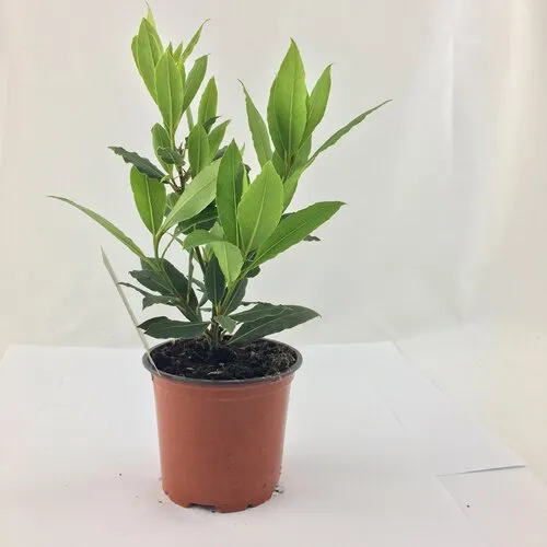 Junai.nl Laurier (Laurus nobilis) - 10 cm pot - ca. 25 cm hoog
