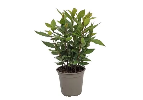 Junai.nl Laurier (Laurus nobilis) - 14 cm pot - ca. 45 cm hoog
