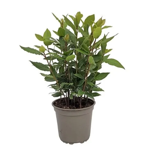Junai.nl Laurier (Laurus nobilis) - 14 cm pot - ca. 45 cm hoog