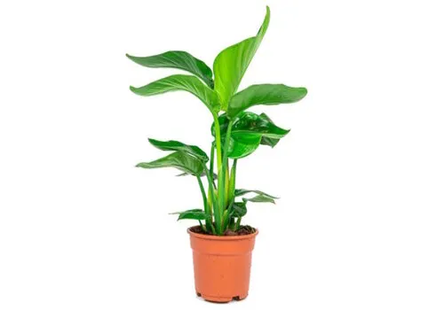 Junai.nl Strelitzia Nicolai | 50 cm hoog | 13 cm pot