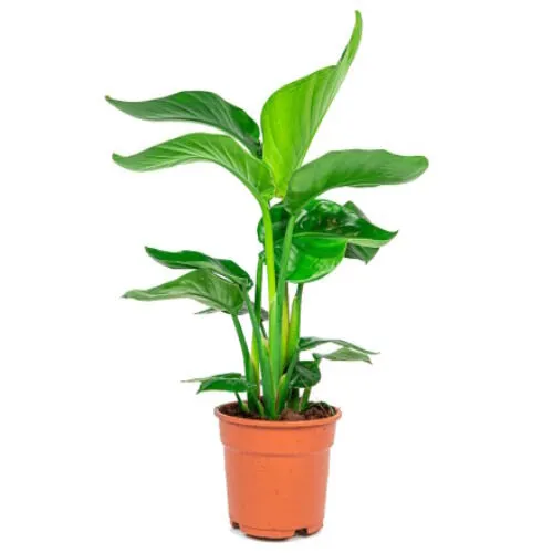 JUNAVERA Strelitzia Nicolai | 50 cm hoog | 13 cm pot
