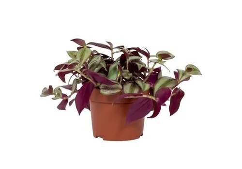 Junai.nl Tradescantia zebrina | 9 cm pot | ca. 15 cm hoog