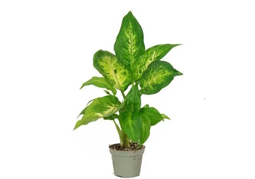 Junai.nl Dieffenbachia compacta | 9 cm pot | 35 cm hoog