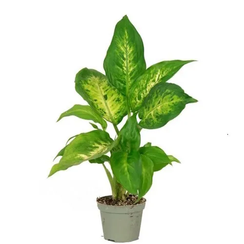 Junai.nl Dieffenbachia compacta | 9 cm pot | 35 cm hoog