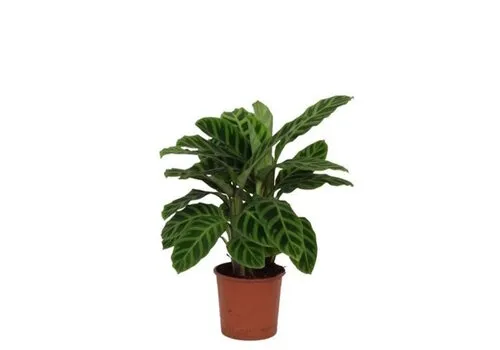 Junai.nl Calathea Zebrina | 7 cm pot | 21 cm hoog