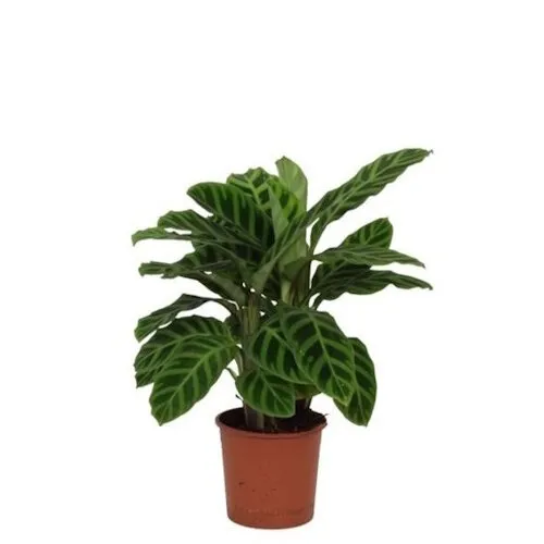 Junai.nl Calathea Zebrina | 7 cm pot | 21 cm hoog