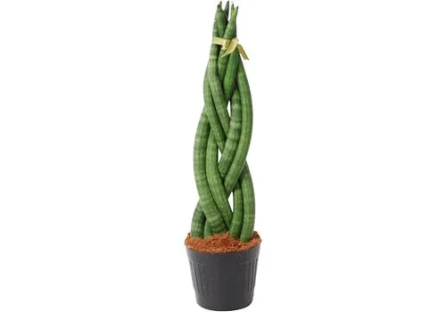 JUNAVERA Gevlochten Sansevieria cylindrica Twist | 10 cm pot | 25 tot 30 cm hoog