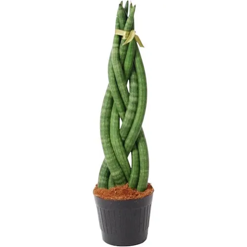 JUNAVERA Gevlochten Sansevieria cylindrica Twist | 10 cm pot | 25 tot 30 cm hoog