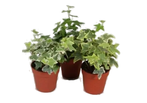 JUNAVERA Hedera gemengd | Per stuk | 9 cm pot | ca. 10 cm hoog bij levering