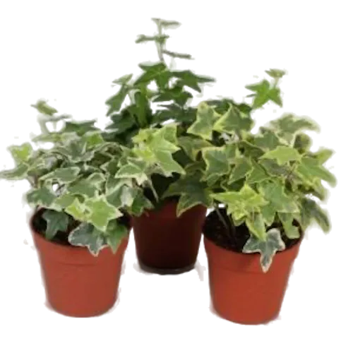 JUNAVERA Hedera gemengd | Per stuk | 9 cm pot | ca. 10 cm hoog bij levering