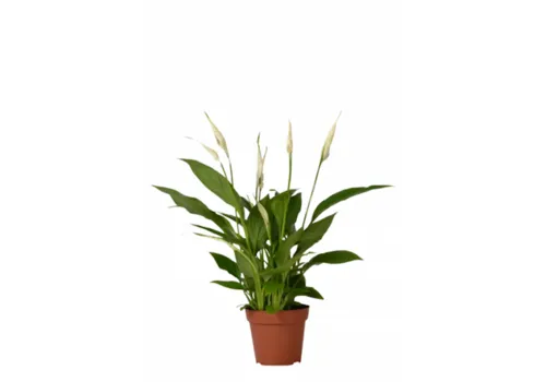Junai.nl Spathiphyllum Chopin - 9 cm pot