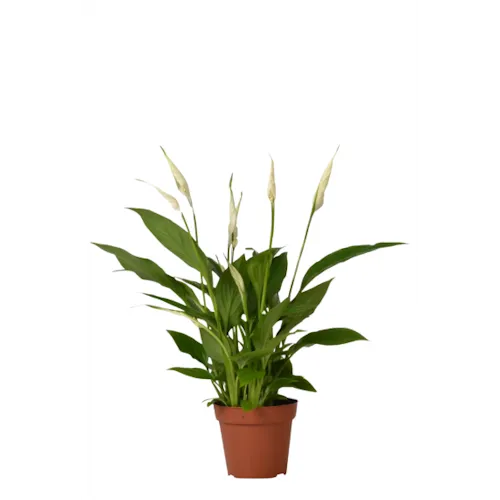 Junai.nl Spathiphyllum Chopin - 9 cm pot