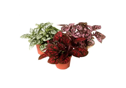 Junai.nl Hypoestes phyllostachya mix – per stuk, 8 cm pot, 12 cm hoog