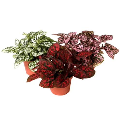 Junavera Hypoestes phyllostachya mix – per stuk, 8 cm pot, 12 cm hoog