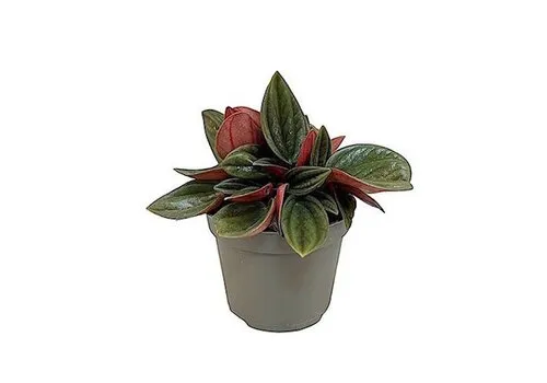 JUNAVERA Peperomia caperata ‘Rosso’ – 5 cm pot, 10 cm hoog