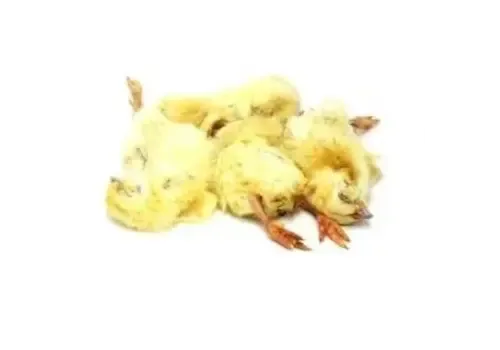 Junai.nl Diepvries eendagskuikens – 1 kilo voordeelverpakking