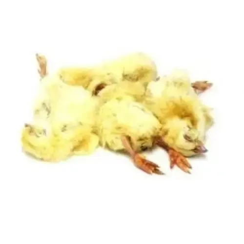 Junai.nl Diepvries eendagskuikens – 1 kilo voordeelverpakking