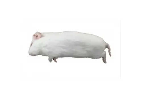 Junai.nl Diepvries cavia 200–500 gram