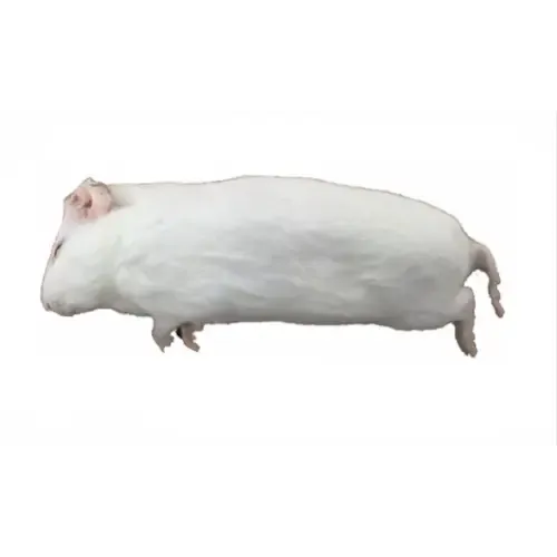 Junai.nl Diepvries cavia 200–500 gram