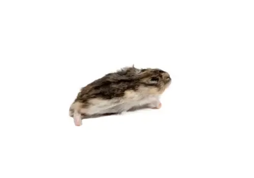 NutriPrey Diepvries Goudhamster 20–100 gram