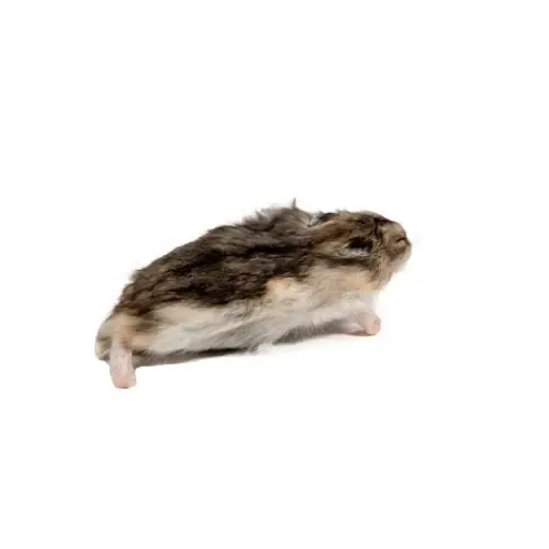 NutriPrey Diepvries Goudhamster 20–100 gram