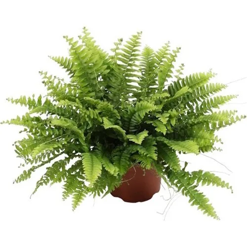 Junai.nl Nephrolepis Green Moment | In 17 cm pot