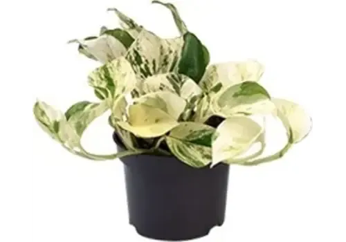 JUNAVERA Epipremnum Happy Leaf | In 12 cm pot