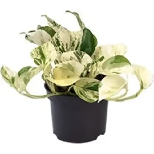 JUNAVERA Epipremnum Happy Leaf | In 12 cm pot