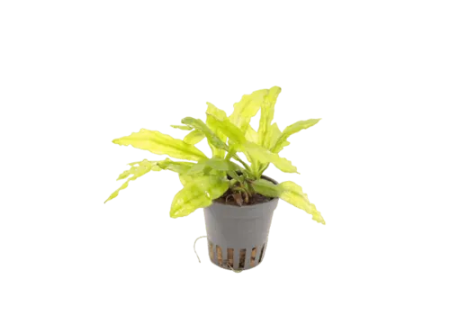 Moerings Echinodorus Major/ Martii in 5 cm pot