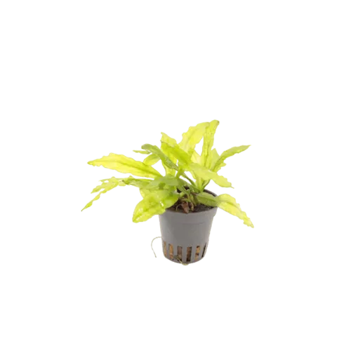 Moerings Echinodorus Major/ Martii in 5 cm pot