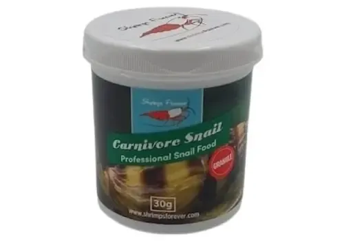 Shrimps Forever Carnivore Snail