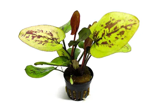 Moerings Echinodorus chocolate marble | Zwaardplant | in 5 cm pot