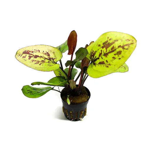 Moerings Echinodorus chocolate marble | Zwaardplant | in 5 cm pot