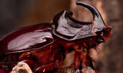 Oryctes spp. neushoornkever caresheet - houden en verzorgen thuis