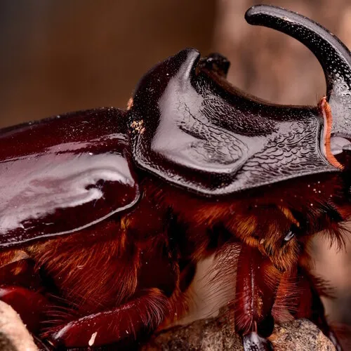 Oryctes spp. neushoornkever caresheet - houden en verzorgen thuis