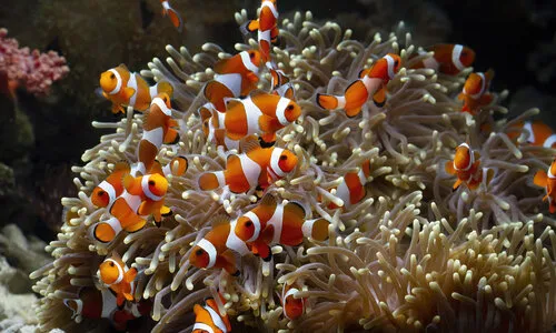 Driebandanemoonvis (Amphiprion ocellaris) volledige caresheet