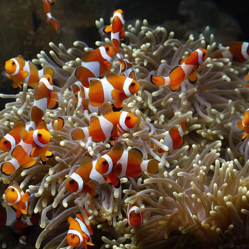 Driebandanemoonvis (Amphiprion ocellaris) volledige caresheet
