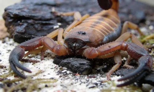 Babycurus gigas caresheet - verzorging & huisvesting