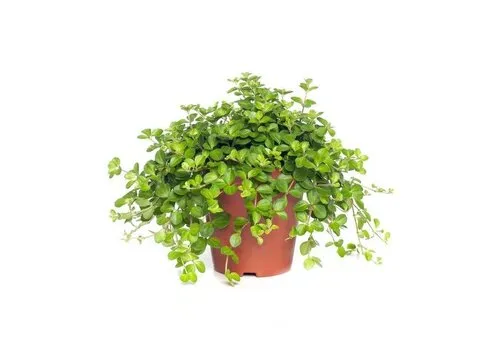 Junai.nl Peperomia rotundifolia | 8 cm pot | 12 cm hoog