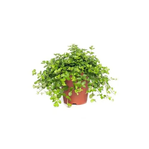 Junavera Peperomia rotundifolia | 8 cm pot | 12 cm hoog